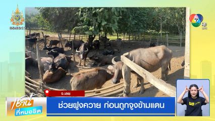 ช่วยฝูงควาย ก่อนถูกจูงข้ามแดน