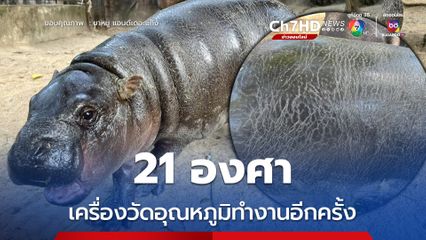 อากาศ 21 องศาฯ เป็นเหตุทำน้องหมูเด้ง ตัวตึง ผิวแตกลายอีกครั้ง