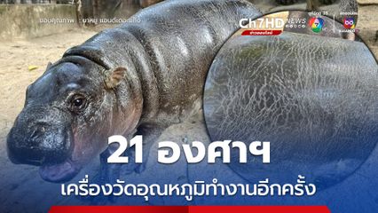 อากาศ 21 องศาฯ เป็นเหตุทำน้องหมูเด้ง ตัวตึง ผิวแตกลายอีกครั้ง