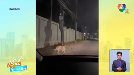 สุนัขน่าสงสาร ตกใจเสียงพลุปีใหม่