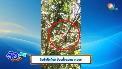 ลิงป่าตัวเดียว ป่วนทั้งชุมชน