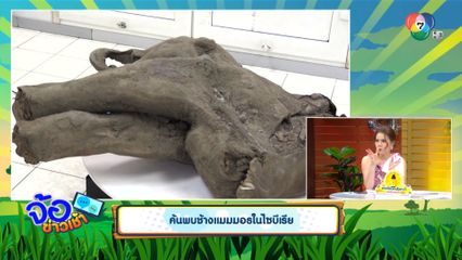 ค้นพบช้างแมมมอธในไซบีเรีย