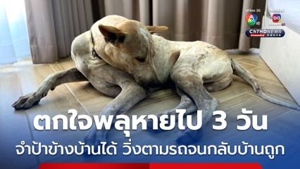 เจ้าของดีใจแบบงง ๆ หมาตื่นพลุวิ่งเตลิดหายไป 3 วัน จู่ ๆ วิ่งกระดิกหางกลับเข้าบ้าน