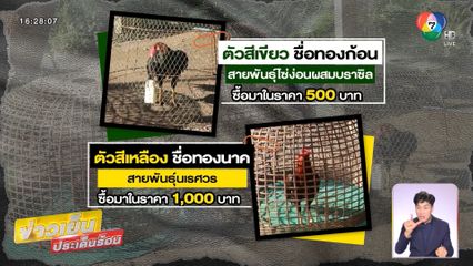 ดรามา! เพื่อนบ้านรำคาญเสียงไก่ขัน