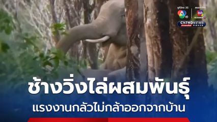 ช้างวิ่งไล่ผสมพันธุ์ แรงงานหวั่นอันตราย ไม่กล้าออกทำไร่สวน โทรแจ้งเจ้าหน้าที่ช่วยผลักดัน