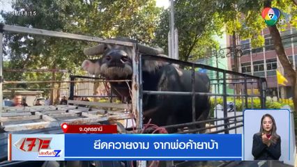 ยึดควายงาม จากพ่อค้ายาบ้า จ.อุดรธานี