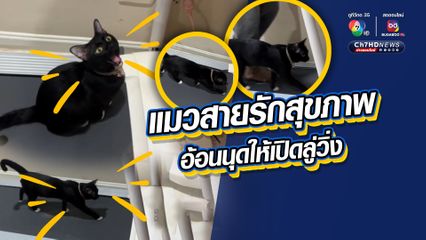 เอ็นดูไม่ไหว น้องแมวสายรักสุขภาพ อ้อนคนให้เปิดลู่วิ่งให้เพื่อออกกำลังกาย