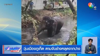 วุ่นเมืองภูเก็ต ตามจับช้างหลุดจากปาง