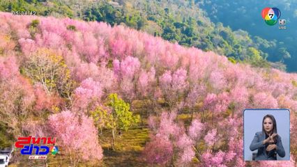 หุบเขาสีชมพู ภูลมโล จ.เลย