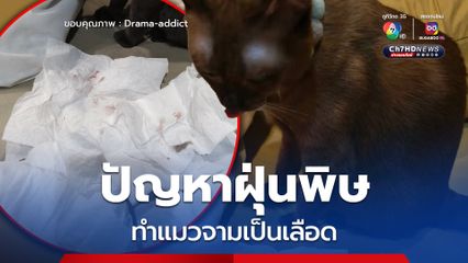 ปัญหาฝุ่นพิษ PM 2.5 จ.สมุทรปราการ ทำแมวจามเป็นเลือด