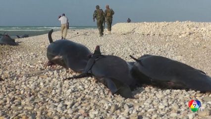 พบโลมากว่า 100 ตัว เกยตื้นตายบนชายฝั่งโซมาเลีย