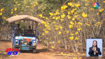 เปลี่ยนไร่ข้าวโพด เป็นสวนสุพรรณิการ์ สร้างรายได้