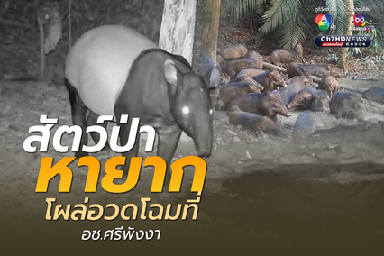 สัตว์ป่าหายาก 7 สายพันธุ์ โผล่อวดโฉมที่อุทยานแห่งชาติศรีพังงา
