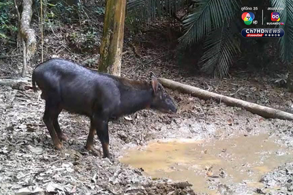 สัตว์ป่าหายาก 7 สายพันธุ์ โผล่อวดโฉมที่อุทยานแห่งชาติศรีพังงา