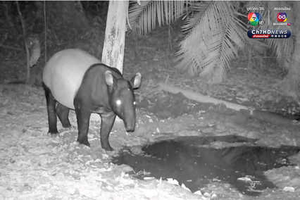 สัตว์ป่าหายาก 7 สายพันธุ์ โผล่อวดโฉมที่อุทยานแห่งชาติศรีพังงา