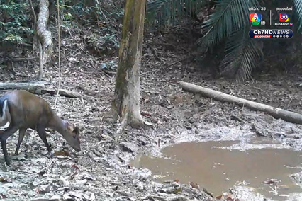 สัตว์ป่าหายาก 7 สายพันธุ์ โผล่อวดโฉมที่อุทยานแห่งชาติศรีพังงา