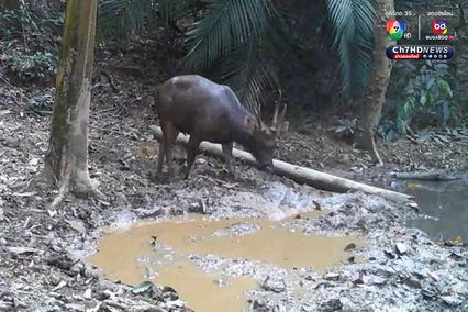 สัตว์ป่าหายาก 7 สายพันธุ์ โผล่อวดโฉมที่อุทยานแห่งชาติศรีพังงา