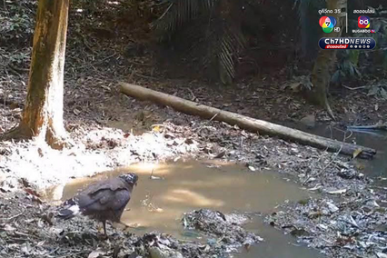 สัตว์ป่าหายาก 7 สายพันธุ์ โผล่อวดโฉมที่อุทยานแห่งชาติศรีพังงา