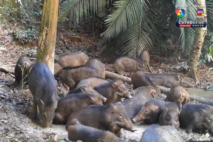 สัตว์ป่าหายาก 7 สายพันธุ์ โผล่อวดโฉมที่อุทยานแห่งชาติศรีพังงา