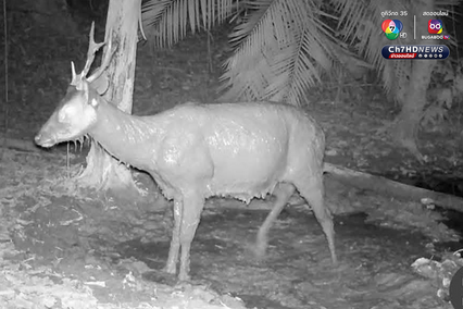 สัตว์ป่าหายาก 7 สายพันธุ์ โผล่อวดโฉมที่อุทยานแห่งชาติศรีพังงา