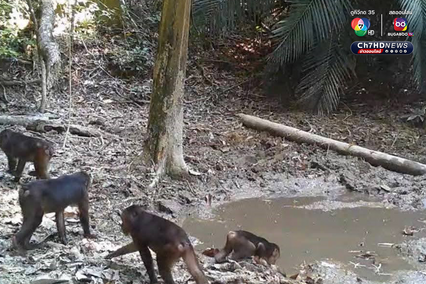 สัตว์ป่าหายาก 7 สายพันธุ์ โผล่อวดโฉมที่อุทยานแห่งชาติศรีพังงา