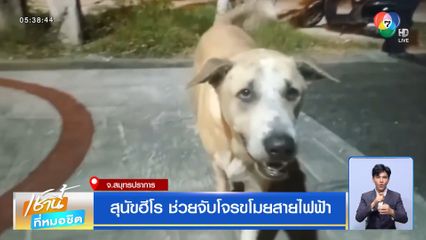 สุนัขฮีโร ช่วยจับโจรขโมยสายไฟฟ้า