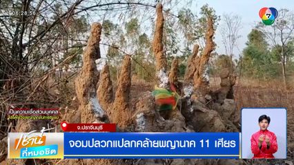 จอมปลวกแปลกคล้ายพญานาค 11 เศียร จ.ปราจีนบุรี