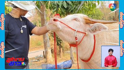 เรื่องนี้รู้ยัง : ทุ่มเงินครึ่งล้านบาท ซื้อควายเผือก