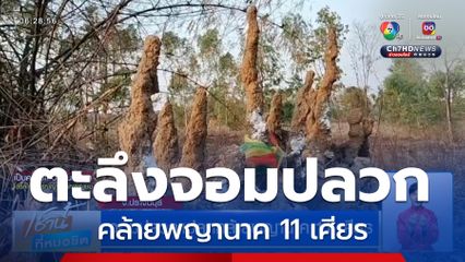 จอมปลวกแปลกคล้ายพญานาค 11 เศียร จ.ปราจีนบุรี