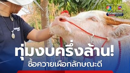 เรื่องนี้รู้ยัง : ทุ่มเงินครึ่งล้านบาท ซื้อควายเผือก