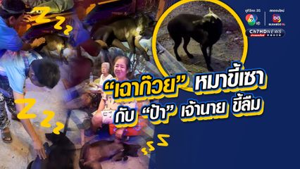 ทั้งเอ็นดู และขำจนปอดโยก หัวจะปวดกับเจ้า "เฉาก๊วย" น้องหมาขี้เซา กับคุณป้าเจ้านายขี้ลืม