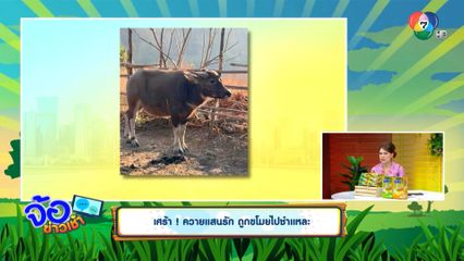 เศร้า! ควายแสนรัก ถูกขโมยไปชำแหละ