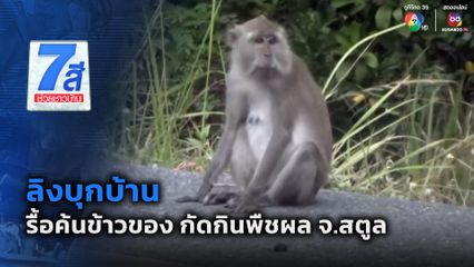 ลิงบุกบ้าน รื้อค้นข้าวของกัดกินพืชผล จ.สตูล