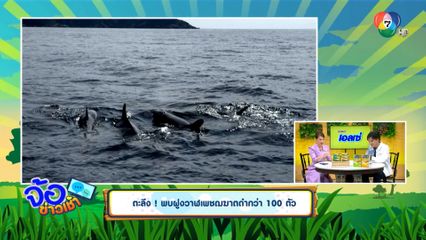 ตะลึง! พบฝูงวาฬเพชฌฆาตดำกว่า 100 ตัว