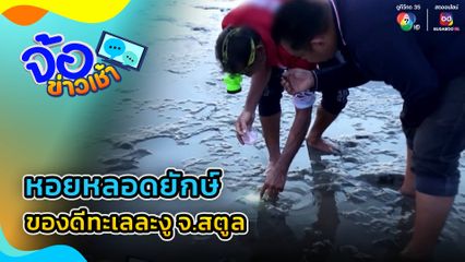 หอยหลอดยักษ์ ของดีทะเลละงู จ.สตูล