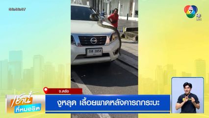 งูหลุด เลื้อยพาดหลังคารถกระบะ ทำแตกตื่นทั้งสี่แยก