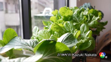 ค่าครองชีพสูง ชาวญี่ปุ่นหันมาปลูกผักกินเอง