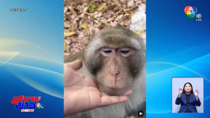 ดาวดวงใหม่ เจ้าไฝ ลิงอ้วนเขาสามมุข