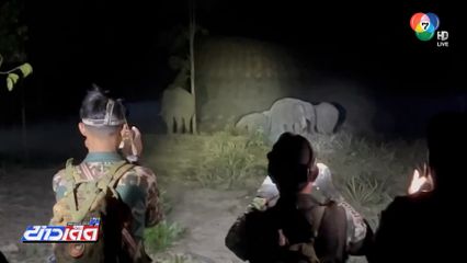 ผลักดันช้างป่าบุกกินหน่อสับปะรด จ.ตราด