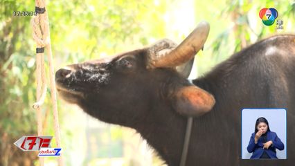 สุดอนาถ! กระทิงป่าตาบอดเพิ่ม