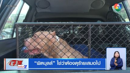 พิตบุลล์ ใช่ว่าต้องดุร้ายเสมอไป