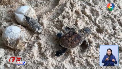 ลูกเต่ากระ​ 125 ชีวิต​ลงทะเลอันดามัน