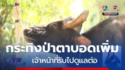 สุดอนาถ! กระทิงป่าตาบอดเพิ่ม