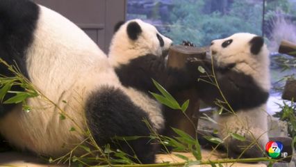 สวนสัตว์เบอร์ลิน เปิดตัวลูกแพนด้ายักษ์ฝาแฝด