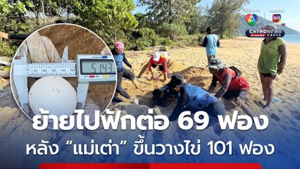“แม่เต่า” ขึ้นวางไข่ 101 ฟอง ที่ชายหาดเกาะระ จ.พังงา