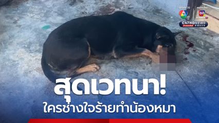 สุดเวทนา! น้องหมาร้องโหยหวนถูกลูกดอกปักปากเลือดไหล