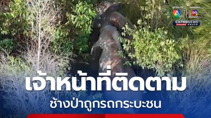 ชาวบ้านพบช้างป่าเขาอ่างฤาไน 2 ตัว ถูกรถกระบะชน เจ้าหน้าที่เฝ้าติดตาม
