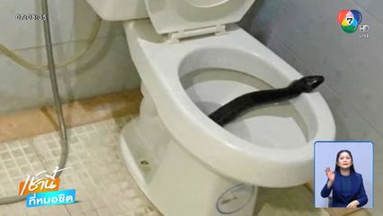 เห็นแล้วเสียว ! งูกินปลา โผล่ในชักโครก จ.สมุทรสงคราม