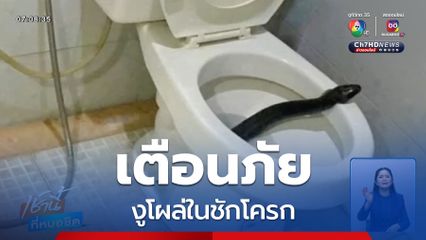 เห็นแล้วเสียว ! งูกินปลา โผล่ในชักโครก จ.สมุทรสงคราม