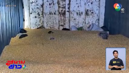 7 วัน 7 อย่าง : ต่างด้าวข้าวโพด